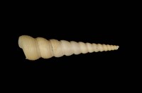 藏品(錐螺)的圖片